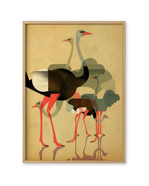 Ostriches Poster (50 x 70 cm)