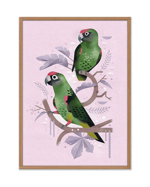 Red-Fronted Parrot Poster (50x70cm)