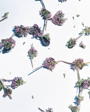 Daphnis and Chloe Pennyroyal Ancient Mint