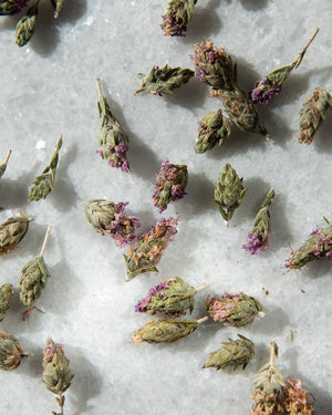 Daphnis and Chloe Wilde Thymianblüten