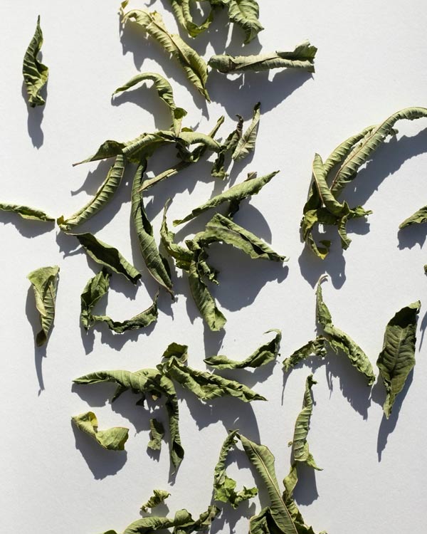 Daphnis and Chloe Our Lemon Verbena