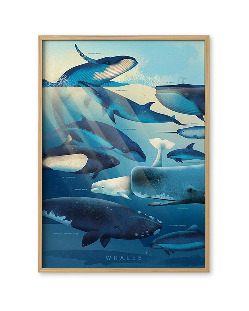 Whales Poster (50 x 70cm) von Dieter Braun zeigt detailreich illustrierte Wal- und Schweinswalarten im Ozean, inklusive Narwal und Beluga, auf mattem, ungestrichenem Offsetpapier.