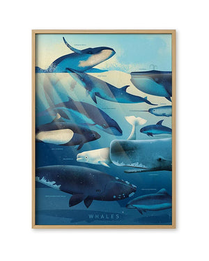 Whales Poster (50 x 70cm) von Dieter Braun zeigt detailreich illustrierte Wal- und Schweinswalarten im Ozean, inklusive Narwal und Beluga, auf mattem, ungestrichenem Offsetpapier.
