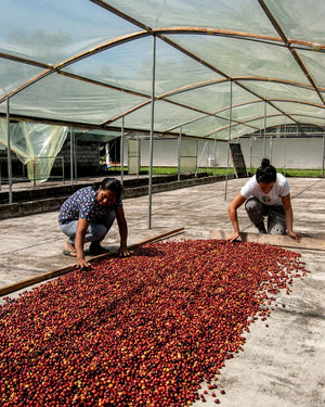 Die beste Mischung - Filter-/Espressokaffee • Ganze Bohne • 500g