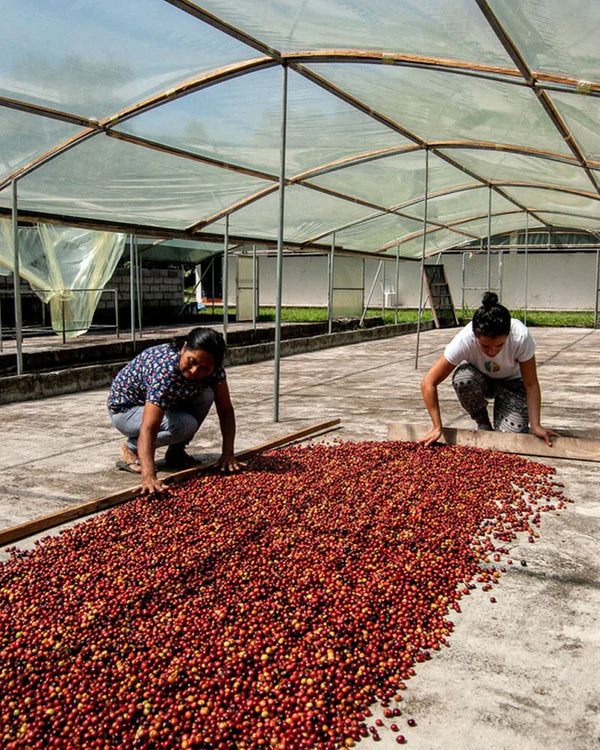 Die beste Mischung - Filter-/Espressokaffee • Ganze Bohne • 500g