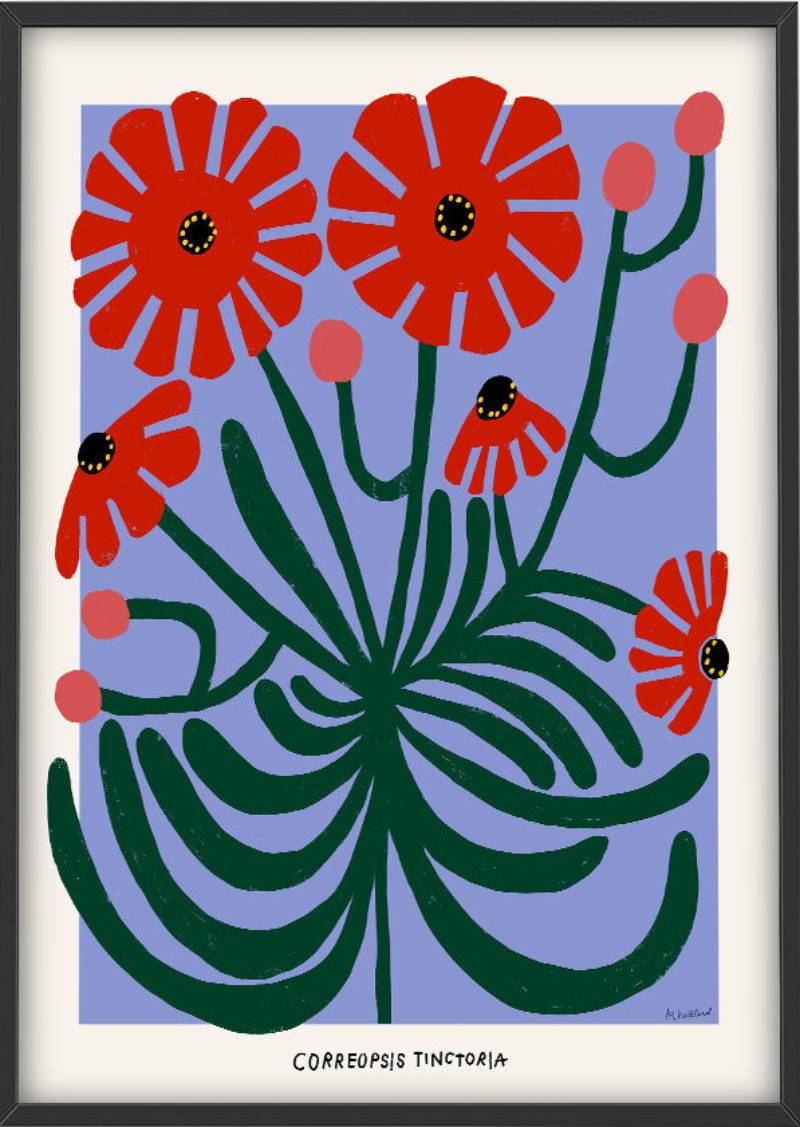 Red Correopsis Tinctoria Poster (50x70cm)
