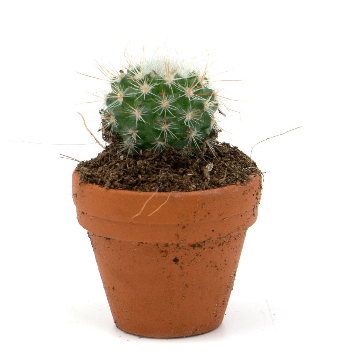 Mini Kaktus