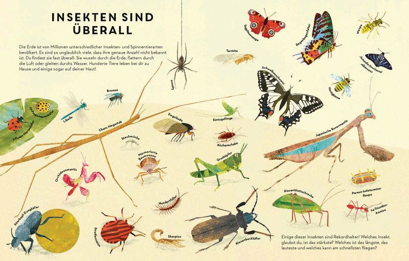 Sechs Beine oder mehr - Die Wunderwelt der Insekten