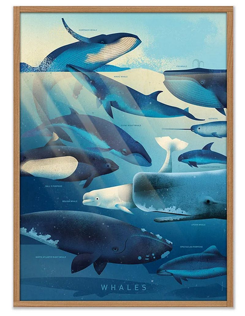 Whales Poster (50 x 70cm)